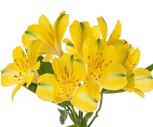 Alstro Yellow Sunny Lady Select