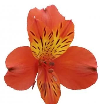 Alstro Cinnamon Orange Super S.