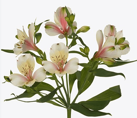 Alstro Peach Champagne Super S.