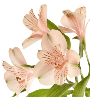 Alstro Peach Canyon Fancy