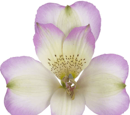 Alstro Lavender Avanti Super S.