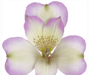 Alstro Lavender Avanti Select