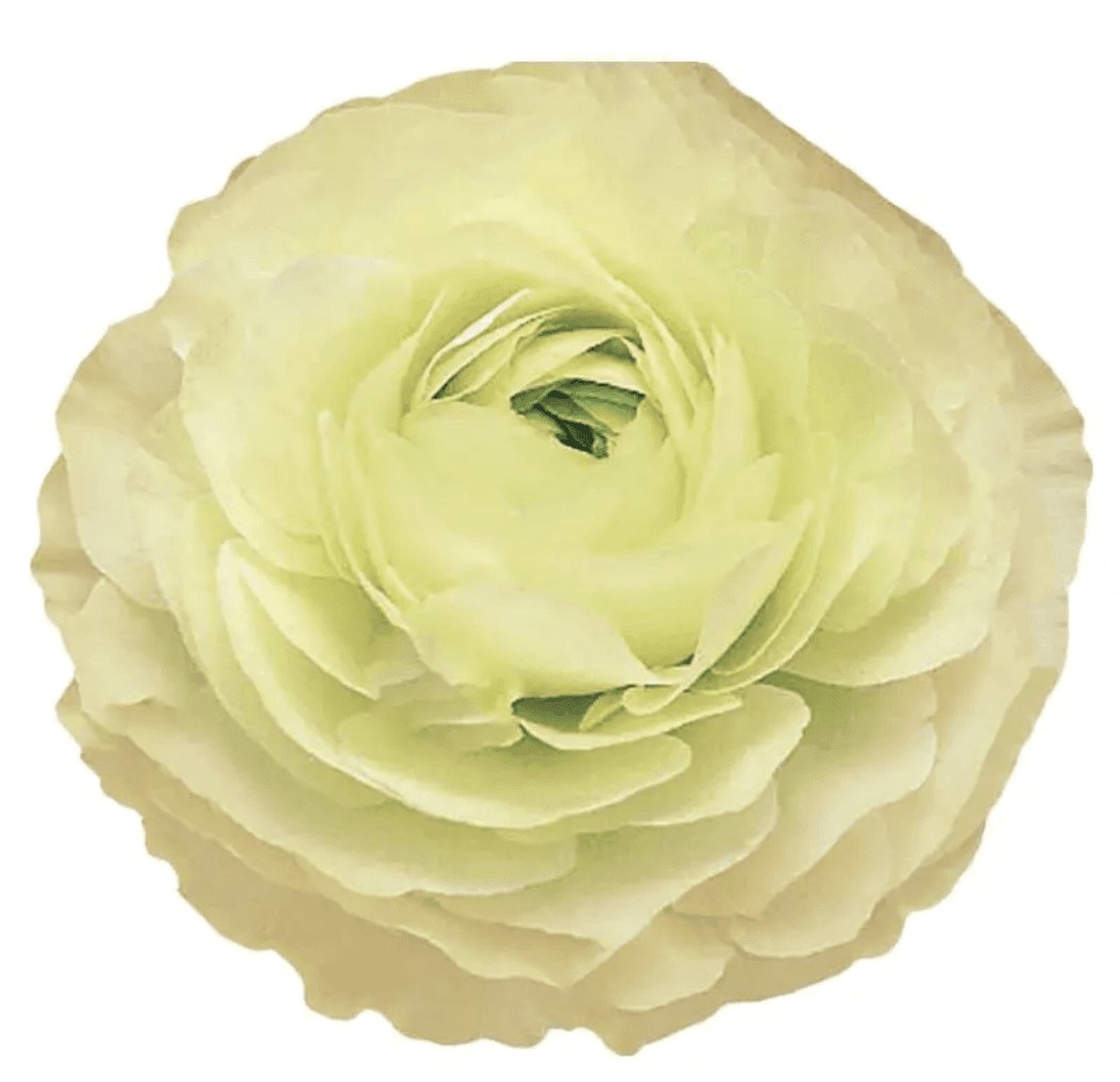 Ranunculus Spx Cream