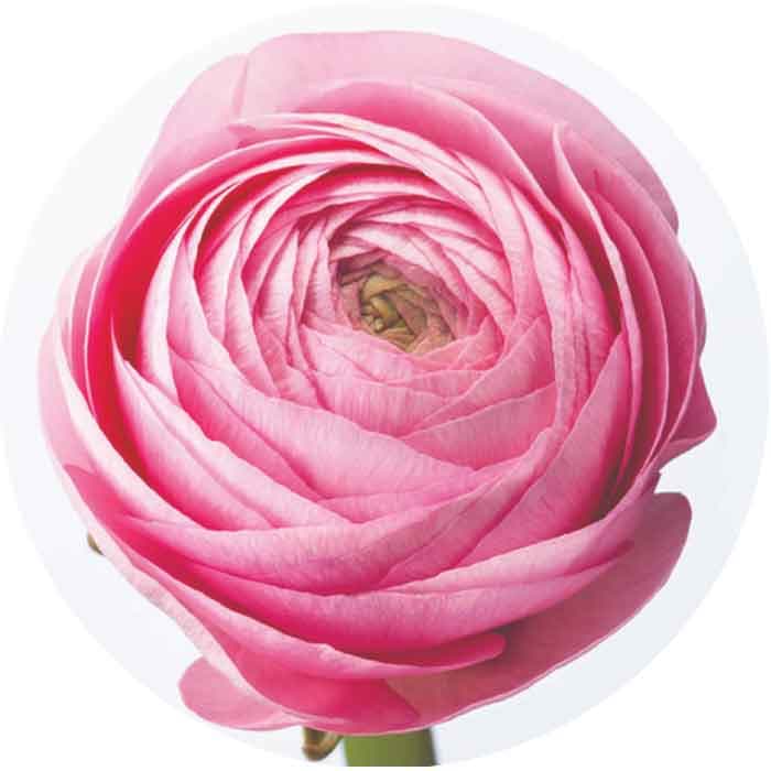 Ranunculus Spx Light Pink
