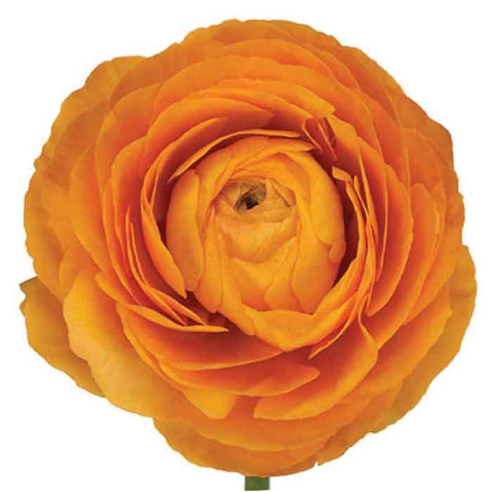 Ranunculus Spx Orange 30/35cm