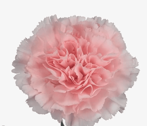 Carns Light Pink Doncell Select