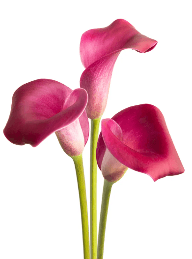 Mcalla-zantedeschia Sumatra Burgundy 50cm