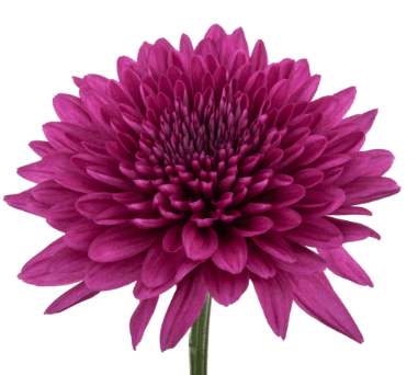 Mums Purple Cremon Lamira