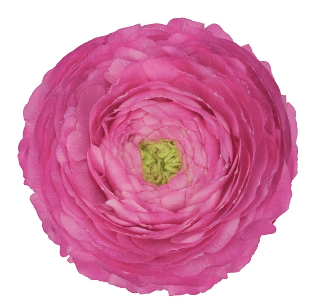 Ranunculus Spx Hot Pink