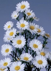 Aster Sun Spring White