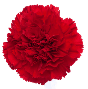 Carns Virgilio Red Select