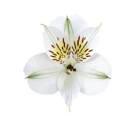 Alstro Whistler White Super S.