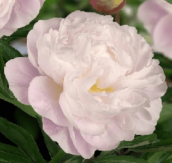 Peony Gardenia Blush Pink 50cm
