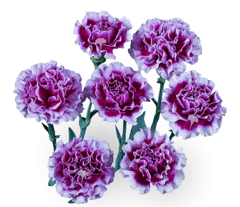 Minis Ekeko Bi-color Purple