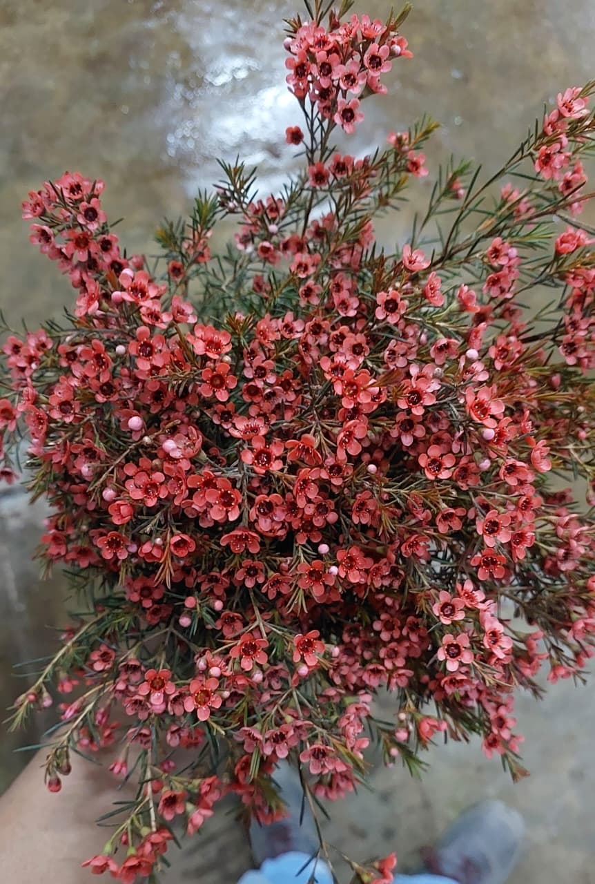 Waxflower Select Tinted Burgundy 55-60cm