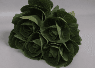 Brassica-Kale SPX Green 50cm