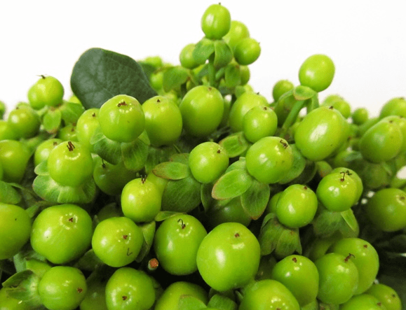 Hypericum Jungle Romance Green 70cm