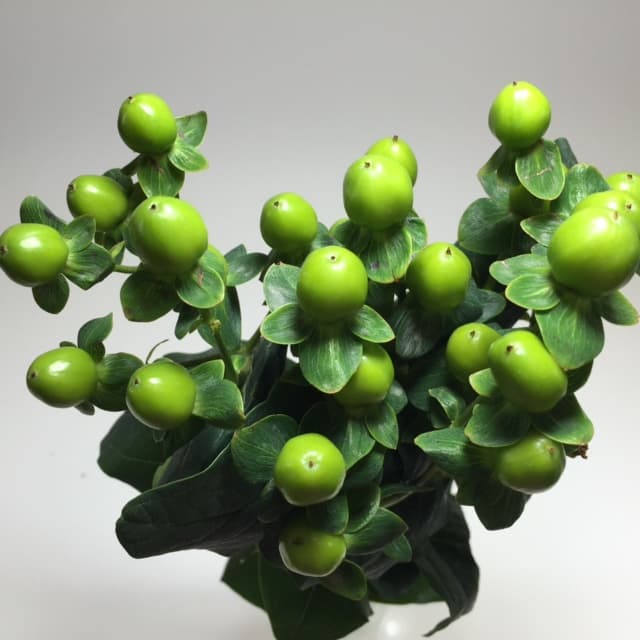 Hypericum Coco Bamboo Green 60cm