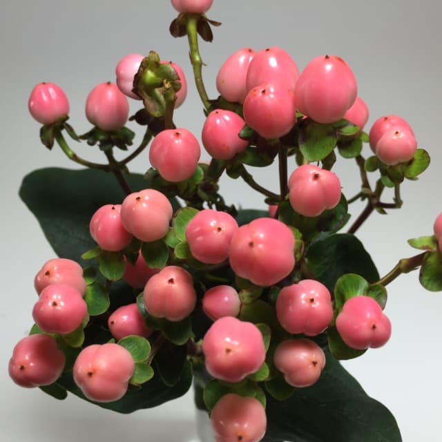 Hypericum Coco Casino Pink 70cm