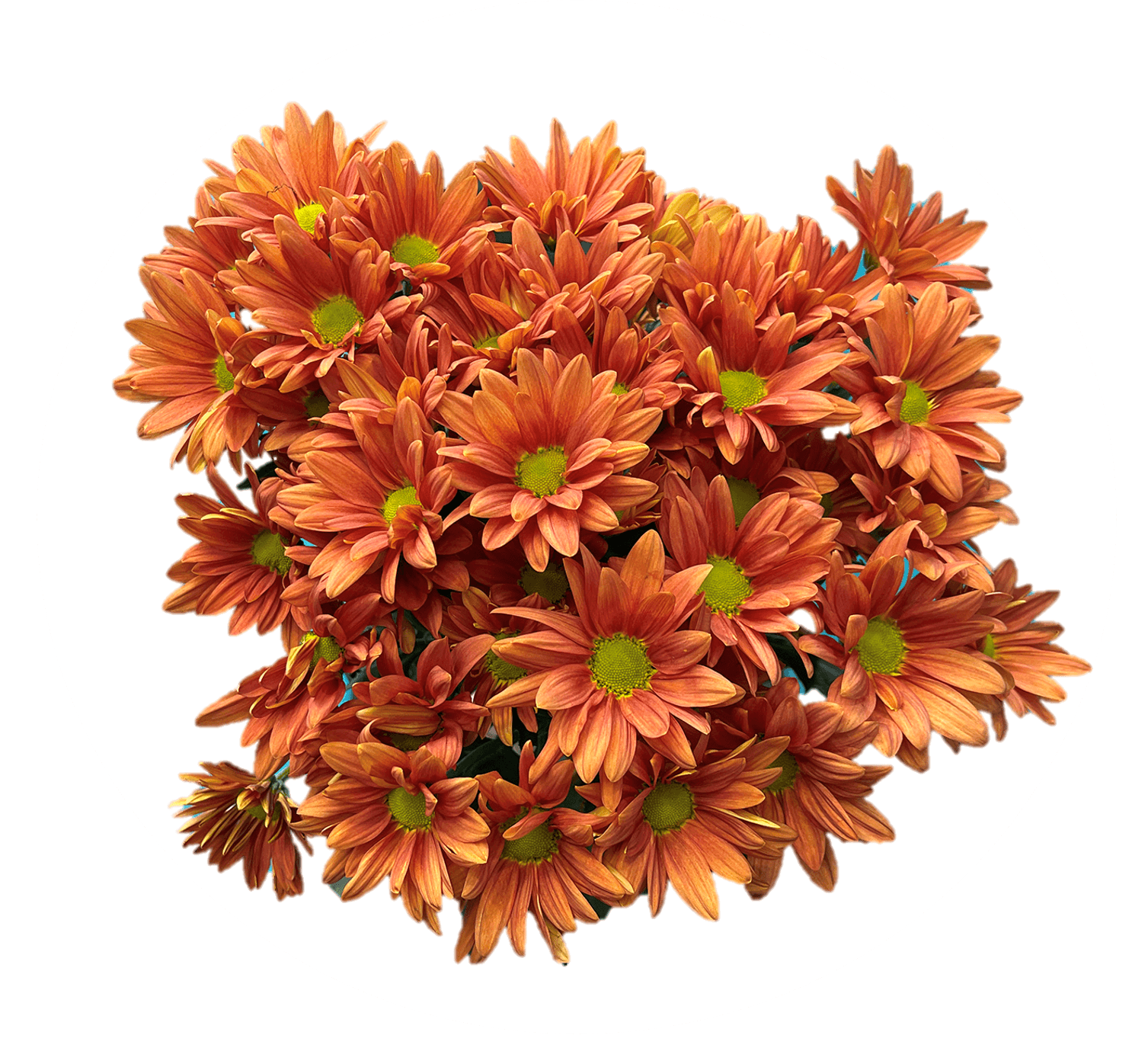 Pom Daisy Persia Light Bronze