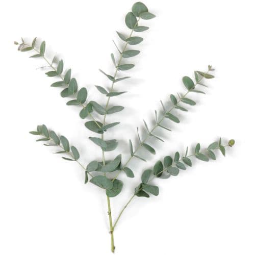 Eucalyptus True Blue Greens 10stem