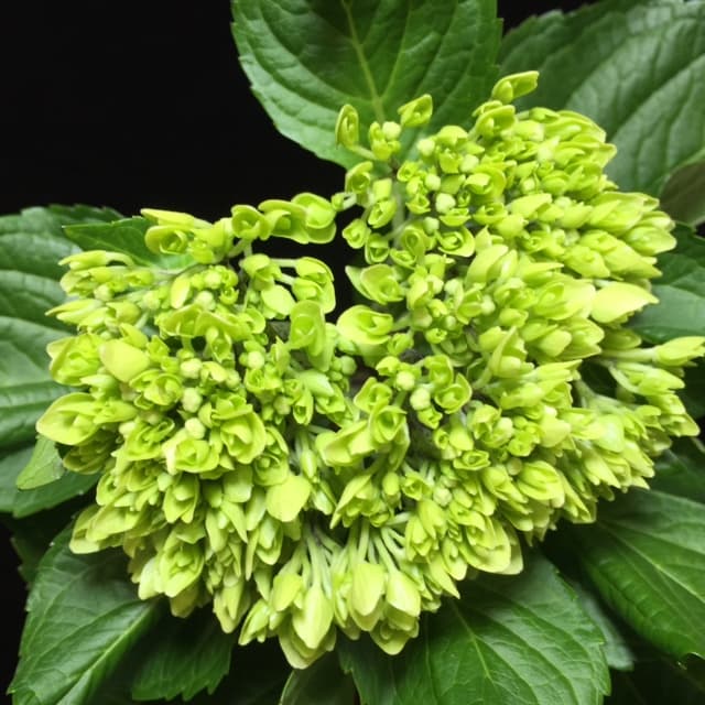 Hydrangea Baby Dark Green