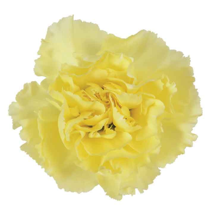 Carns Yellow Diletta Yellow Select