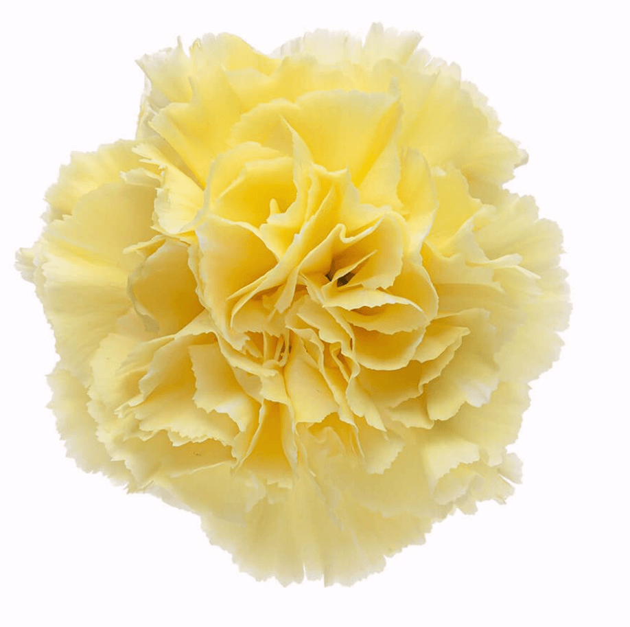 Carns Yellow Diletta Yellow Select