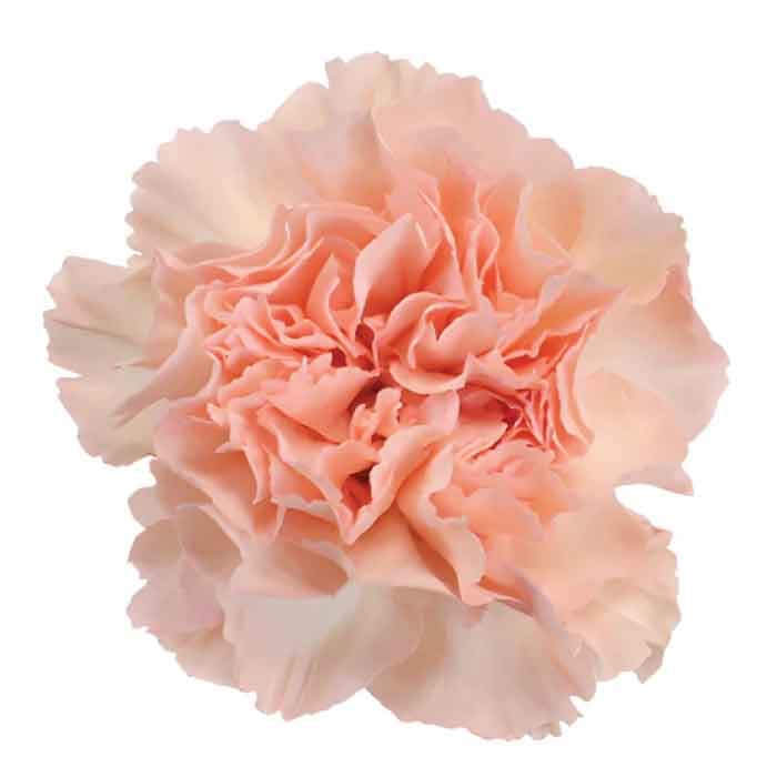 Carns Peach Novia Fancy