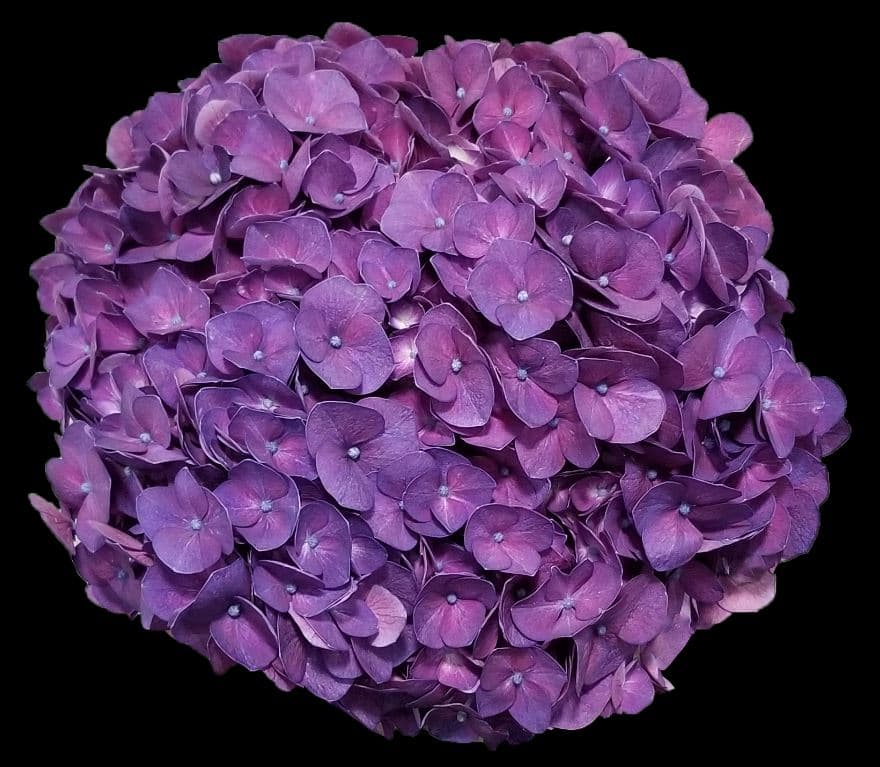 Hydrangea Elite Dark Purple