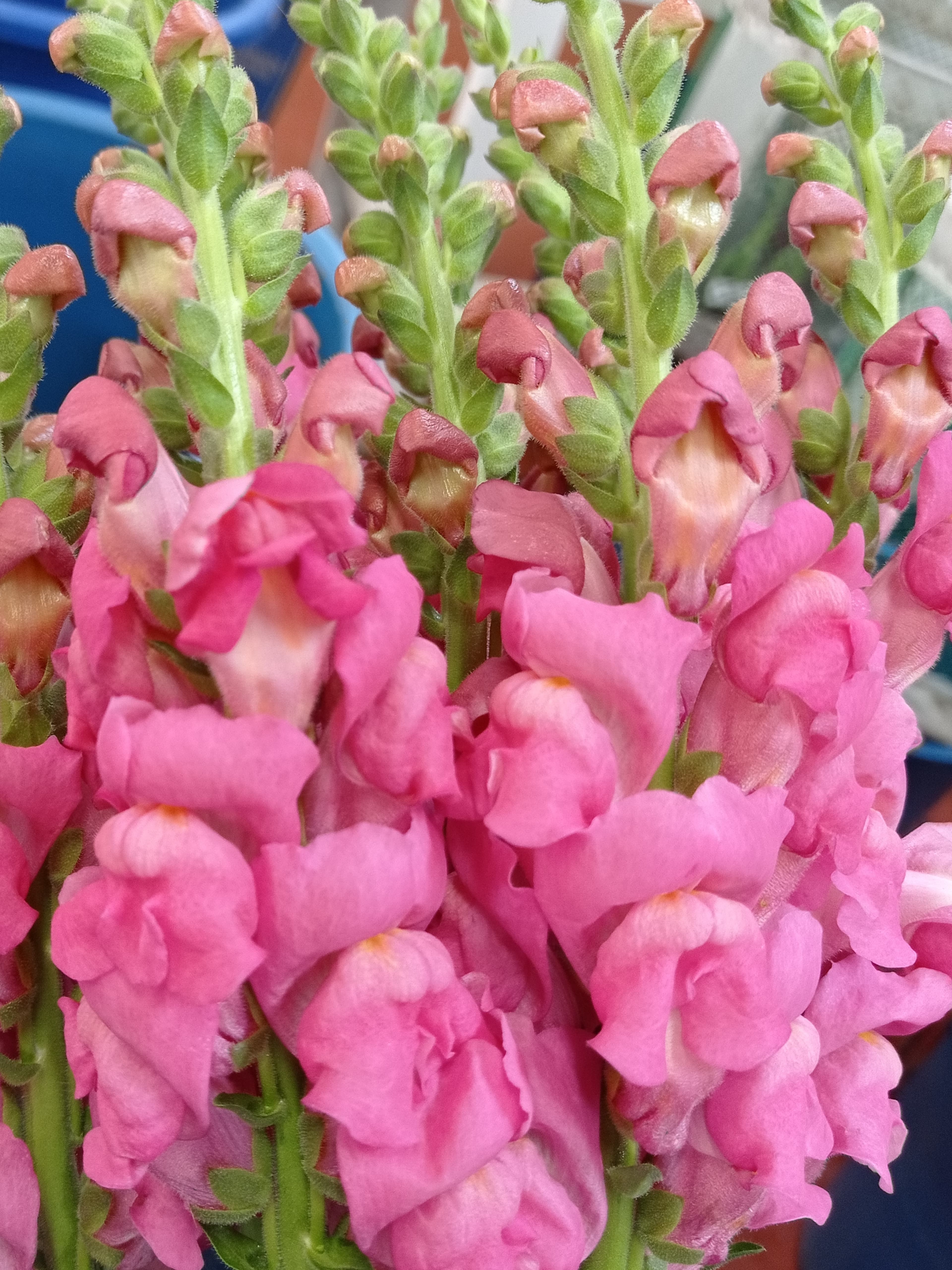 Snap Hot Pink 80cm+ Mex