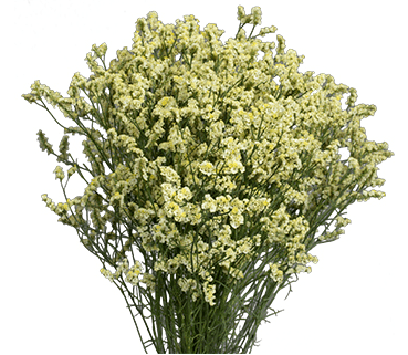 Limonium Yellow Sinensis