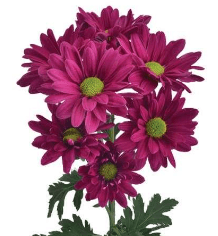 Pom Daisy Can Can Purple