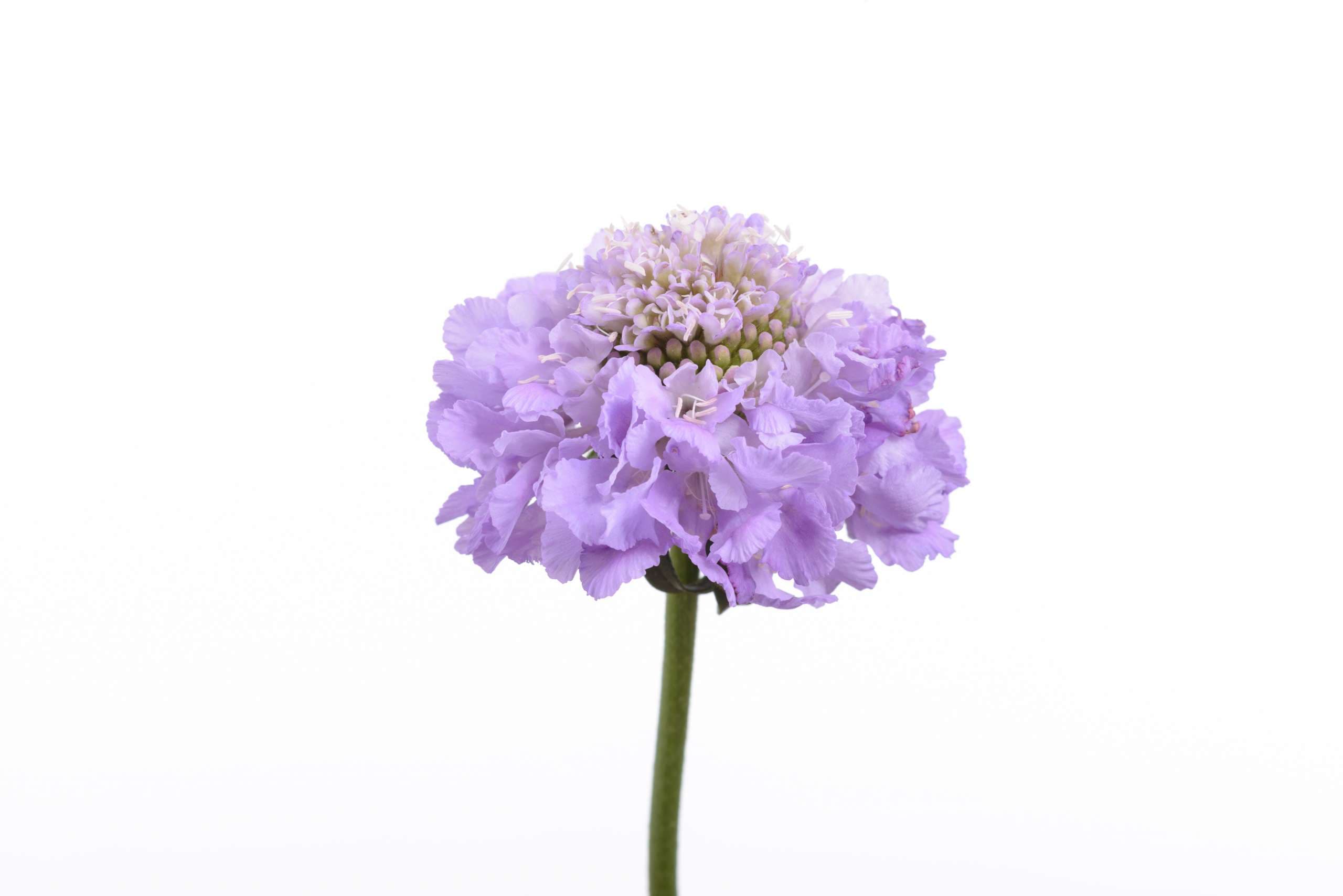 Scabiosa Spx Scoop Lavender 50cm