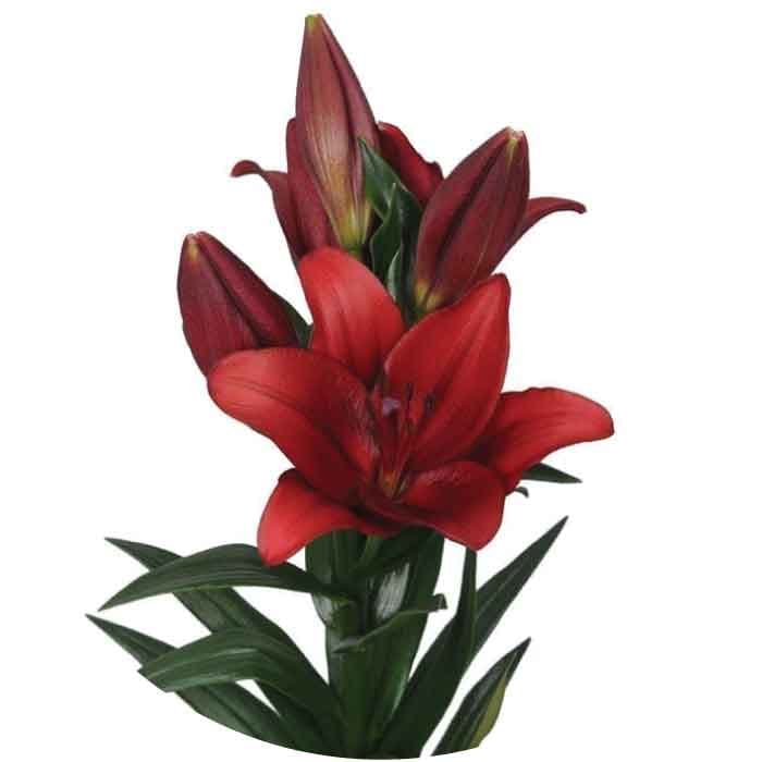 Lily Hybrid Dynamix Red 3/4