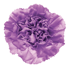 Carns Moonlite Lavender Florigene Select