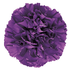Carns Florigene Moonshade Purple Select