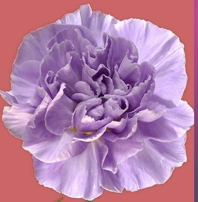 Carns Moonaqua Light Lavender Florigene Select