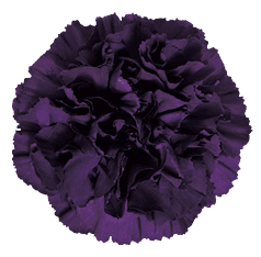 Carns Moonvista Dark Purple Florigene Select