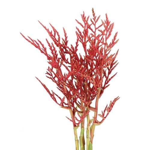 Specialty Spx Bromeliad Red 70cm