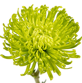 Mums Spider Clemente Green