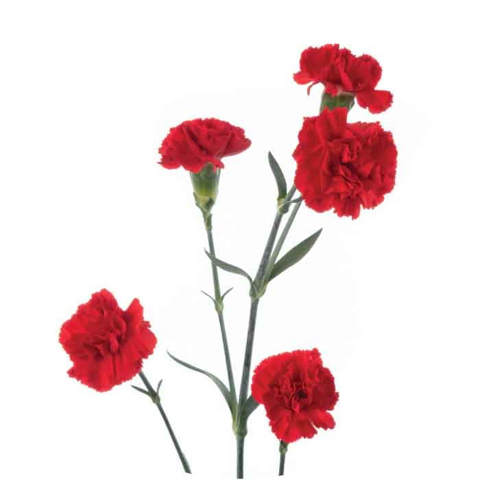 Minis Red Aragon