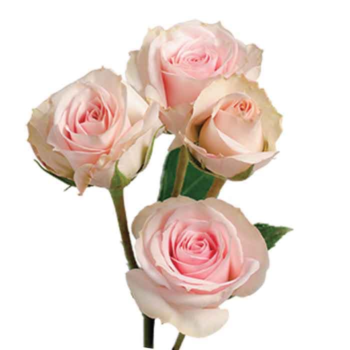Sprays Starblush Ecu Pale Pink 40cm