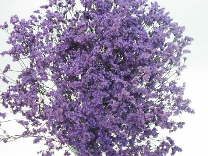 Limonium Sinensis Lavender