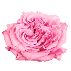 Rose Dark Pink Country Blues ECU 40cm