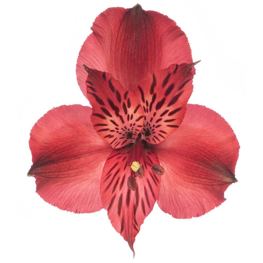 Alstro Red Natalya Super S.