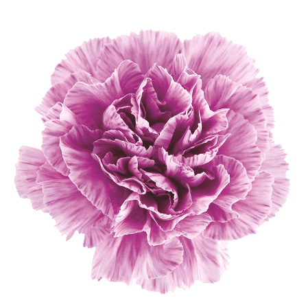 Carns Moonburst Lavender Florigene Select