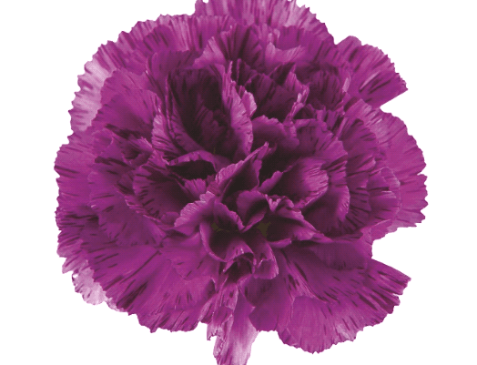 Carns Florigene Moonstrike Purple Select