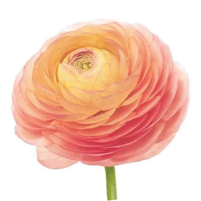 Ranunculus Spx Peach