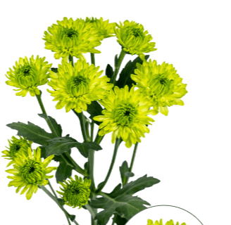 Pom Cushion Lemonada Green